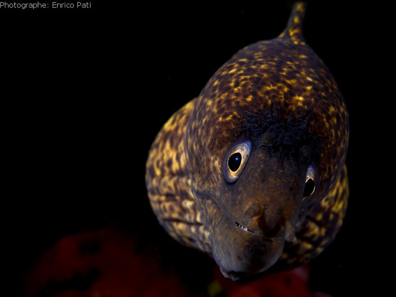 Poisson, Festisub
