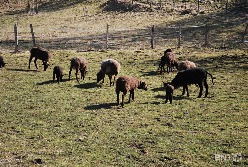 Les moutons dont Michel Läuffer se séparera lundi