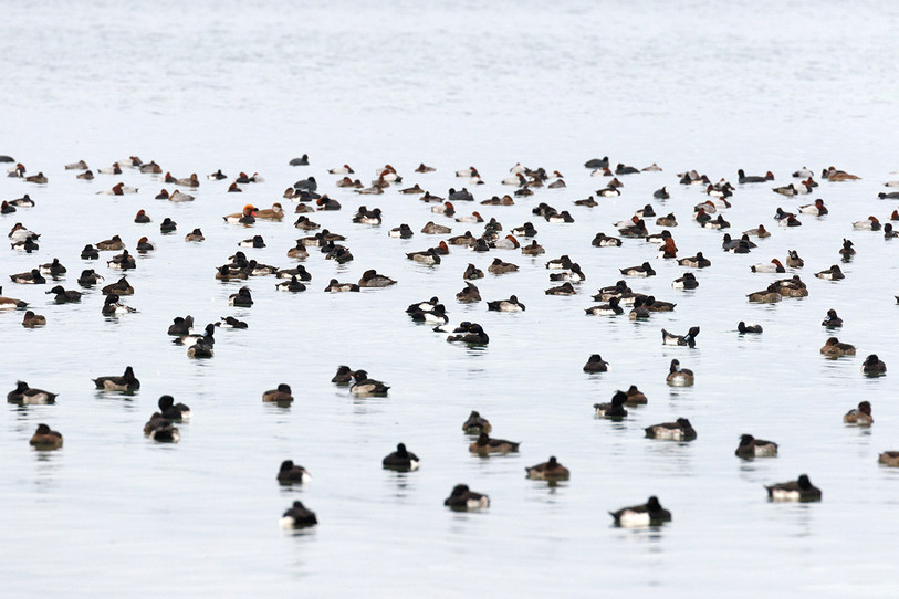 Un rassemblement de canards sur le lac de Neuchâtel. (Photo : la Grande Cariçaie / Roland Sahli)