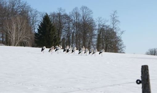 cigogne