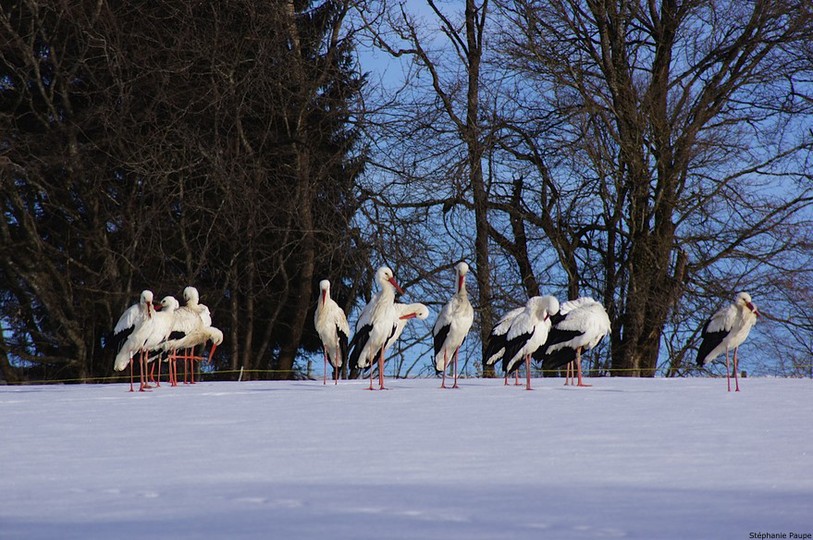 Cigognes à Pleigne