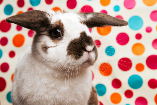 Lapin de Pâques