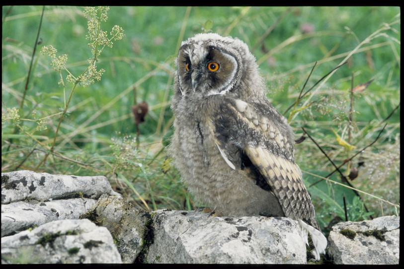 Jeune hibou moyen-duc, photo Stéphane Theytaz