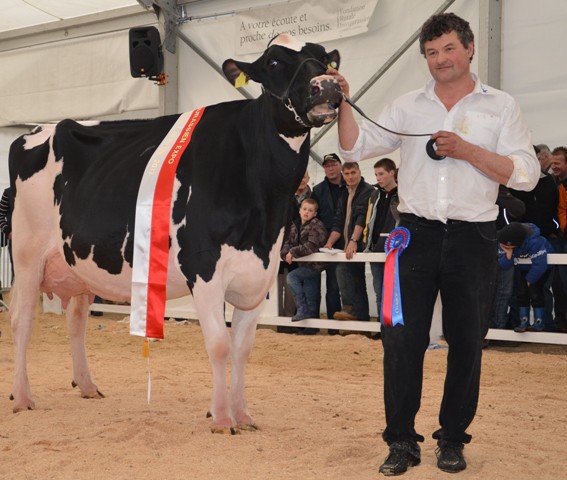 Baugosse Goldwyn Melodie