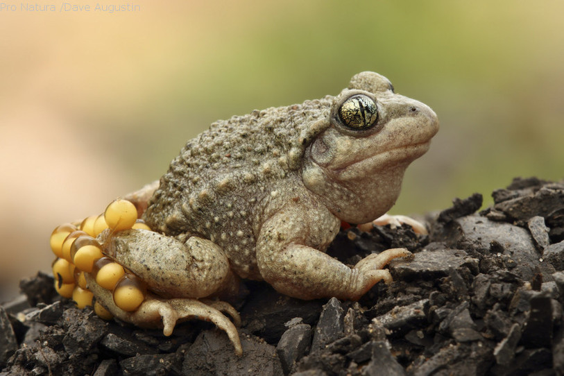 Animal de l’année 2013 : chez les crapauds accoucheurs, c’est le mâle qui s’occupe des cordons d’œufs. Photo : Pro Natura /Dave Augustin