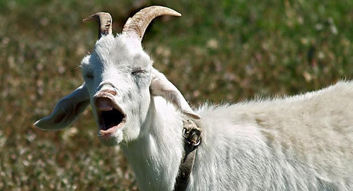 Télécharger gratuitement Images A Vous Rendre Chevre Rtn Votre Radio Regionale le plus cool par
