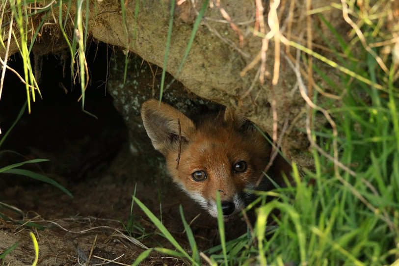 Les renards de la région pourraient ne bientôt plus être sous la menace de la chasse au terrier (photo : libre de droit)
