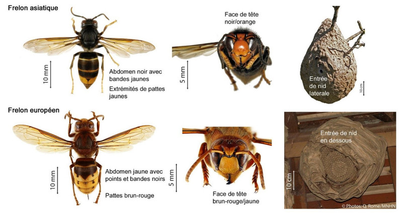 Le frelon asiatique se distingue notamment de son cousin européen par ses pattes jaunes. (Image: aide-mémoire d'Apiservice)