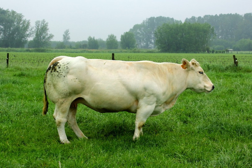 Vache dans un champs