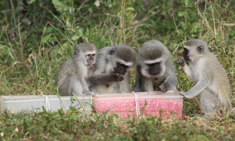 Le singes vervets se comportent comme les humains: ils s'adaptent à leur environnement.