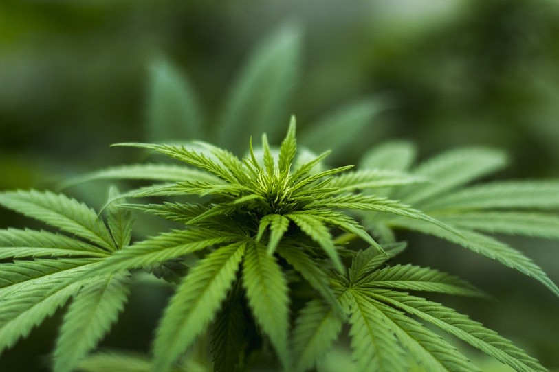 La Police neuchâteloise avait découvert la plantation en 2018. (Photo libre de droit)