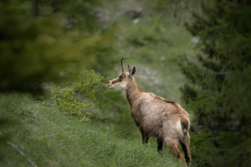 Pro Natura Jura souhaite mettre la chasse aux chamois en pause pendant cinq ans pour permettre l'augmentation du nombre de ces animaux. (Photo libre de droits).