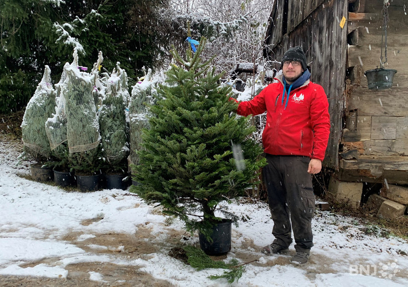 Steeve Schaffner loue des sapins de Noël qui pourront être replantés après les fêtes.