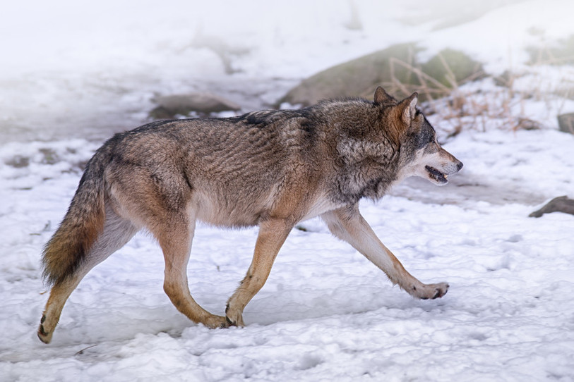 Loup