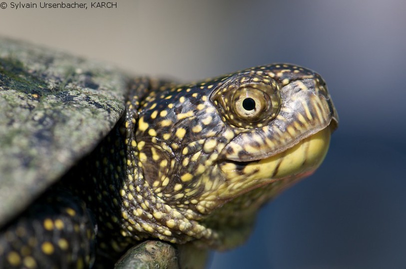 Tortue cistude