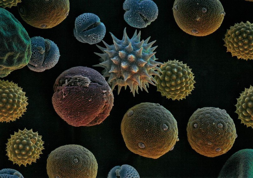 Le pollen de noisetier vu de près...