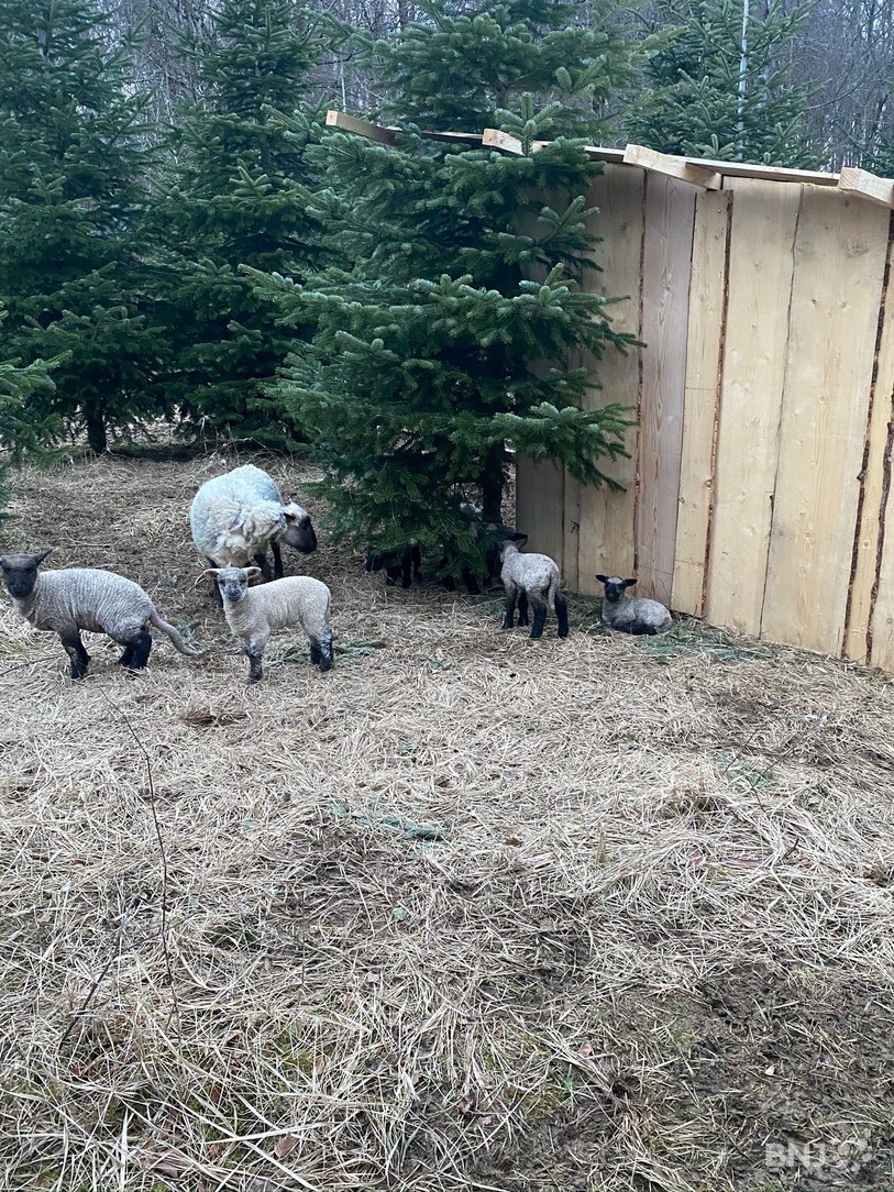 sapins et moutons
