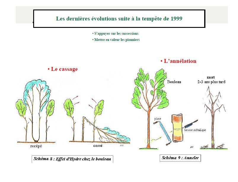 Nouvelle méthode de soins de la forêt (Office jurassien de l'environnement)