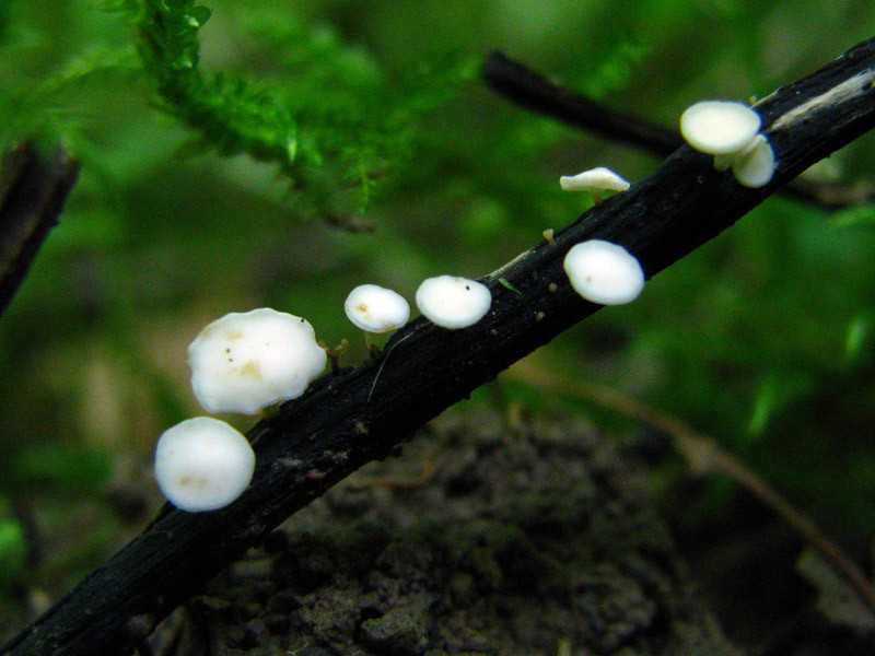Le champignon Chalara fraxinea qui décime les frênes