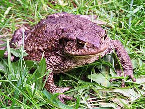crapaud commun
