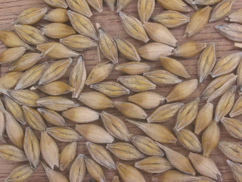 grain graine orge
