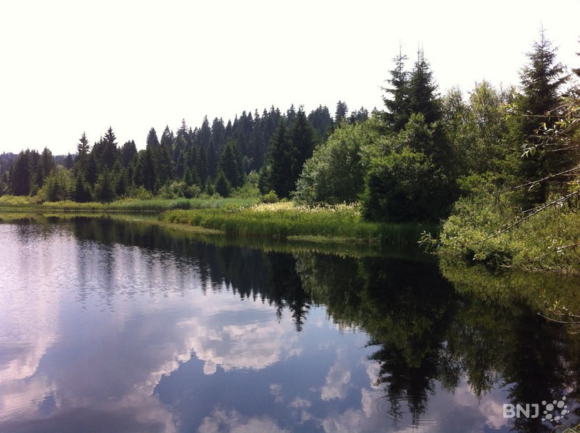 L'Etang des Royes
