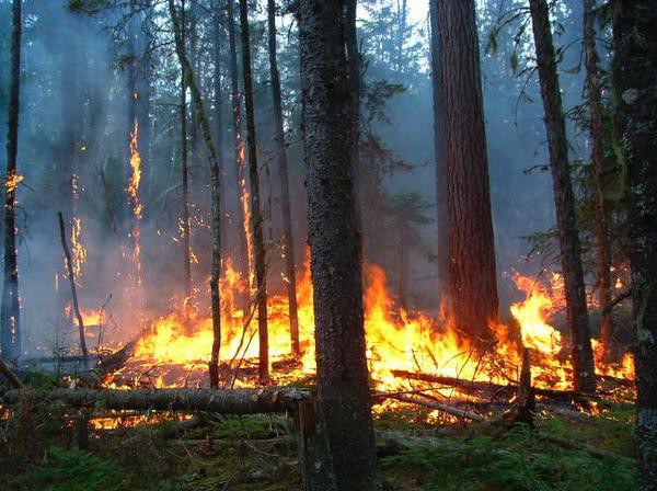 Incendie de forêt