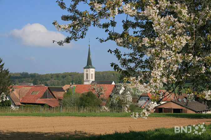 Clocher de Montignez