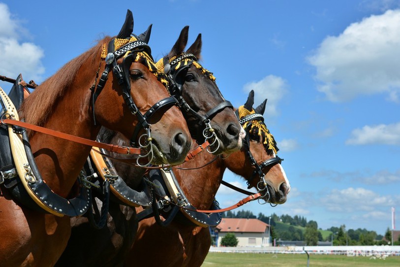 cheval