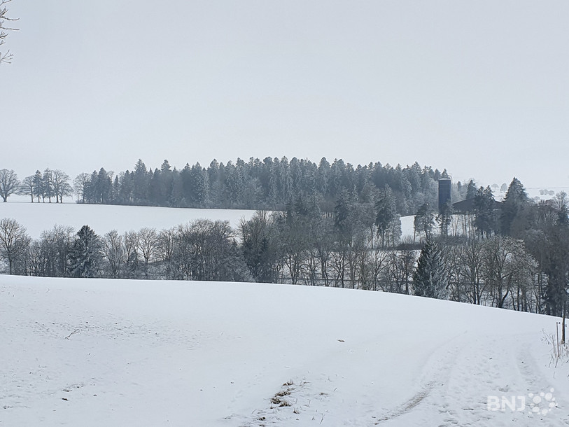 Le bois de Landeyeux, vu depuis le bas du village de Fenin, verra pousser un millier de chênes.