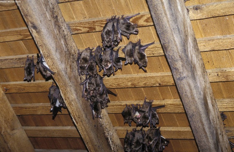 Chauves-souris à Beurnevésin 