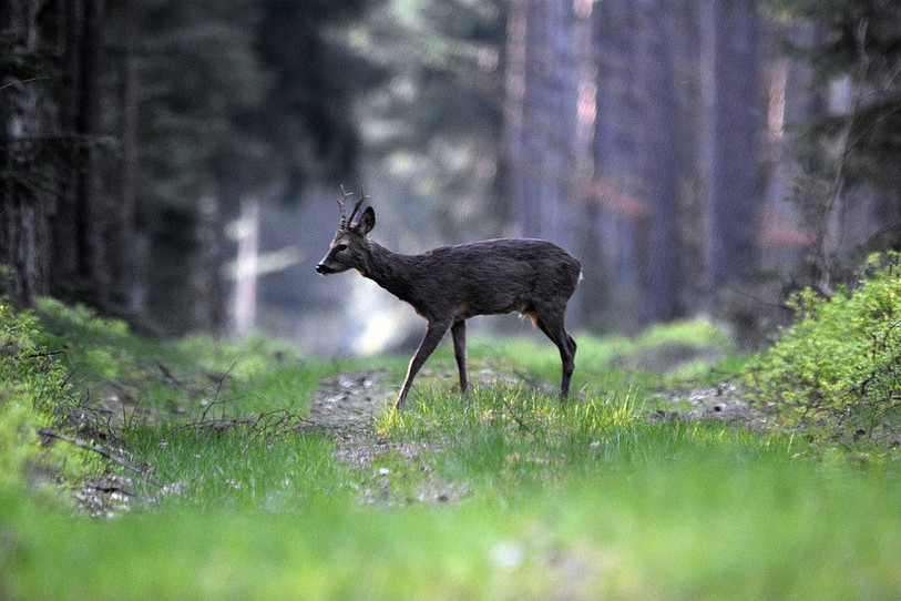 Les chevreuils et autres ongulés tels que le cerf et le chamois auront peut être prochainement un ou deux districts francs dans le canton (photo : libre de droits)