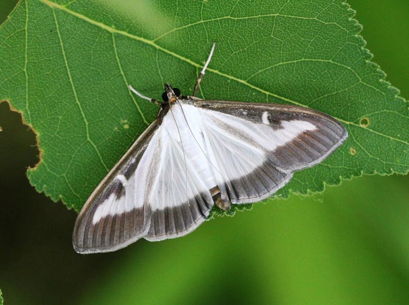 Pyrale du buis (image: H. Ziegler/cabi)