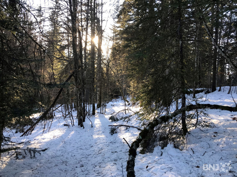 La forêt choisie par notre journaliste Claire Wiget pour notre série de fin d'année.
