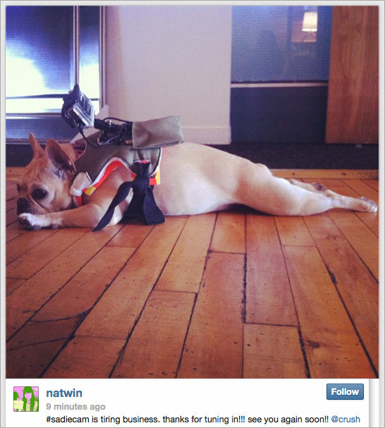 Le chien reporter