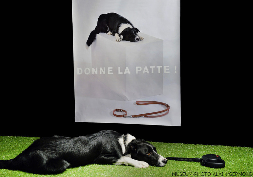 Succès assuré pour ce chien, star de l'affiche.