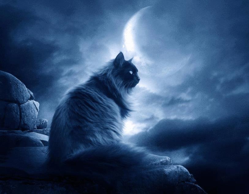 chat
