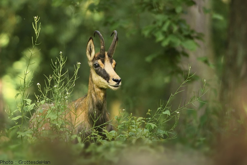Cinq chamois ont un comportement téméraire dans les Gorges du Seyon
