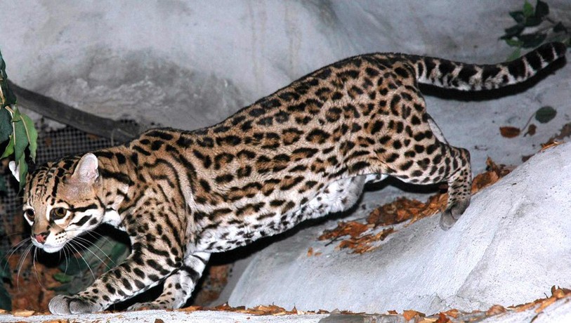 Ocelot