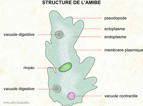 La structure schématique de l'amibe.
