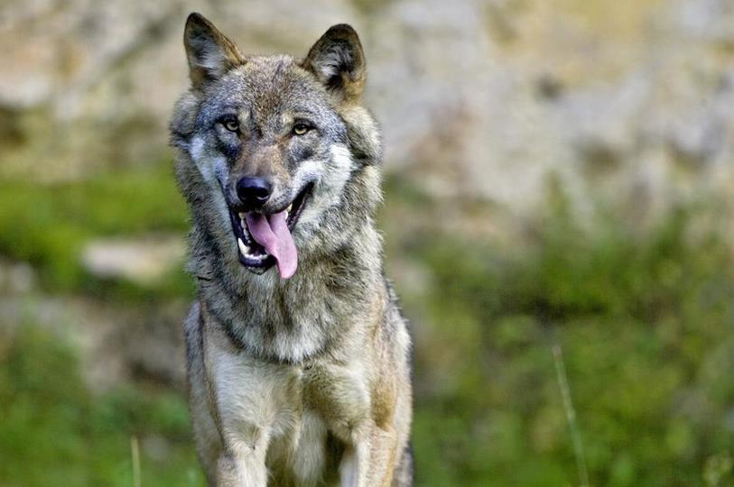 Le loup n'est pas encore dans le Jura bernois.