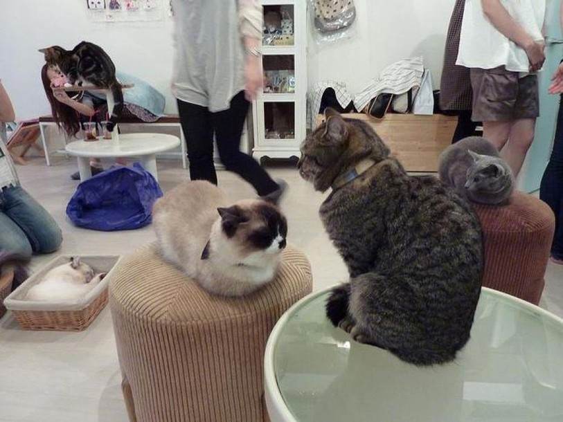 Caresser un chat aurait des effets thérapeutiques. Les Japonais sont très friands de moments privilégiés avec des félins.