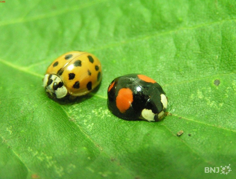 Les coccinelles asiatiques peuvent avoir plusieurs couleurs