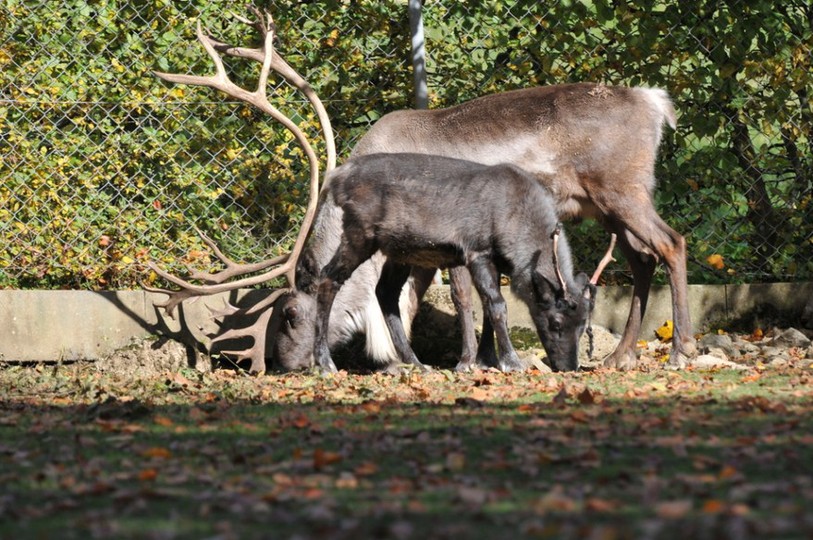 Le petit renne broutait encore paisiblement dans son enclos avant l'arrivée des frimas hivernaux. (Photo: Arnaud Maeder)