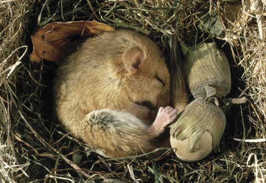 Hibernation pour tous jusqu'au 6 janvier !