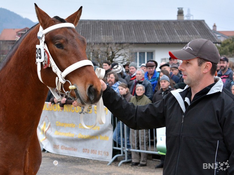 Carli (propriété de Jean-Martin et d'Alain Gigandet) a remporté la sélection de Glovelier. Il débute le test d'Avenches ce lundi avec 16 autres chevaux.