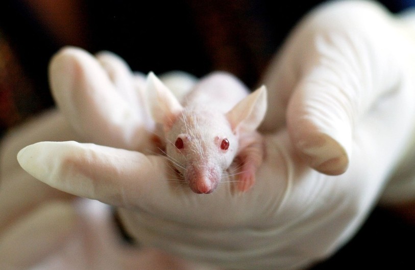Les Suisses devront voter si oui ou non, ils souhaitent interdire l'expérimentation animale (Photo libre de droits).