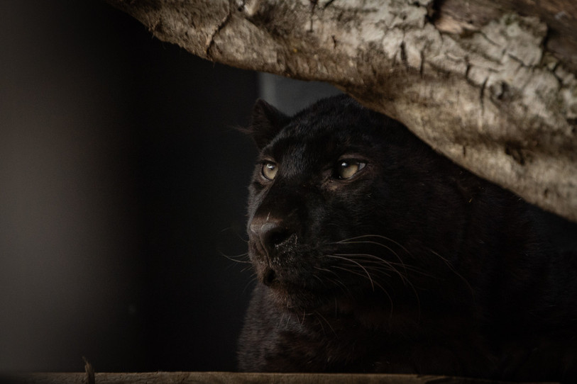 Les deux léopards noirs sont encore adolescents et explorent donc avec curiosité leur nouveau domicile. (Photo: Sikypark)