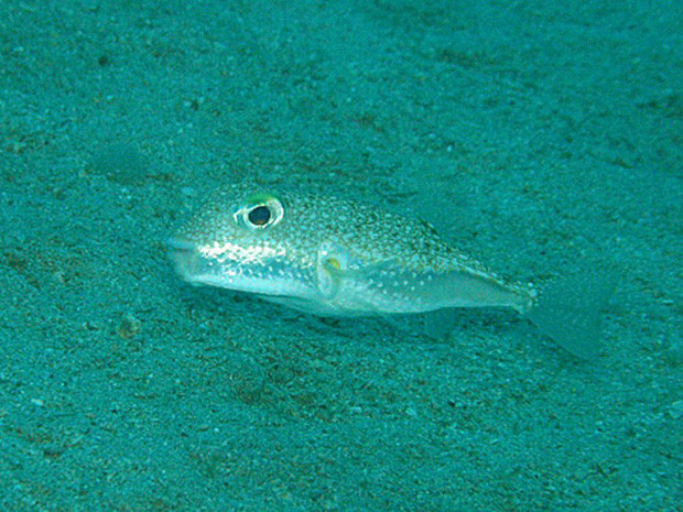 Un poisson dragueur des océans.