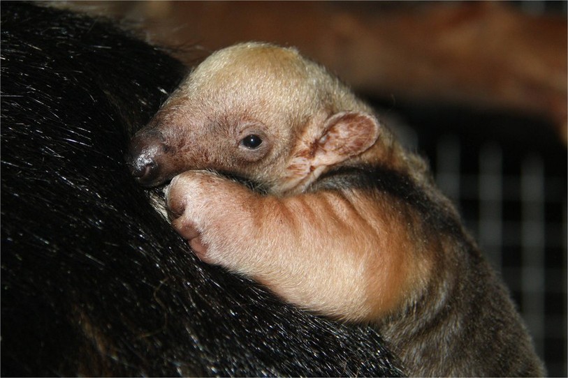 Tamandua